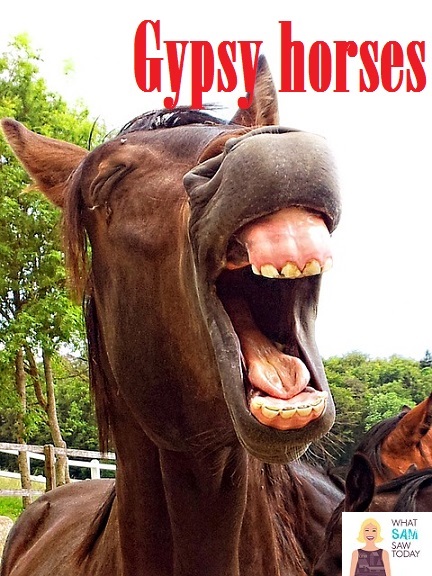 gypsy horses
