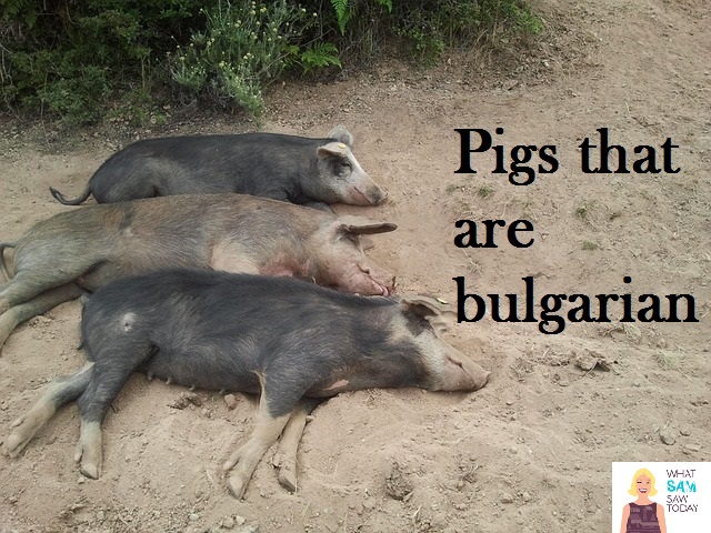 pigs that are Bulgarian