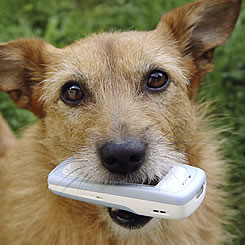 dog holding phone